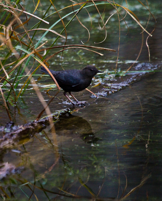 American Dipper